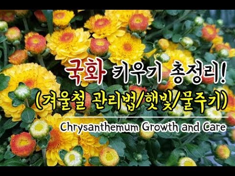 Chrysanthemum Growth and Care