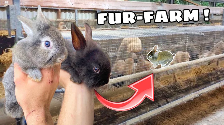 RESCUED RABBITS FROM FUR-FARM GET A NEW HOME !