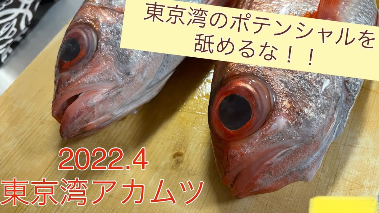 東京湾アカムツ！超高級魚は超身近にいる！！