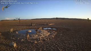 7 Jackals surround the warthog at Namib Desert waterhole