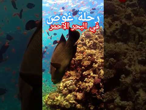 رحلة غوص داخل البحر الاحمر لمعرفة أسراره و اجمل اسماك البحر الأحمر    