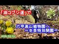 六甲山「油コブシ道」から六甲高山植物園～冬季特別開園～（2026/03/01）