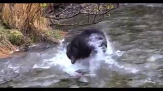 Download Lagu Come nasete MP3