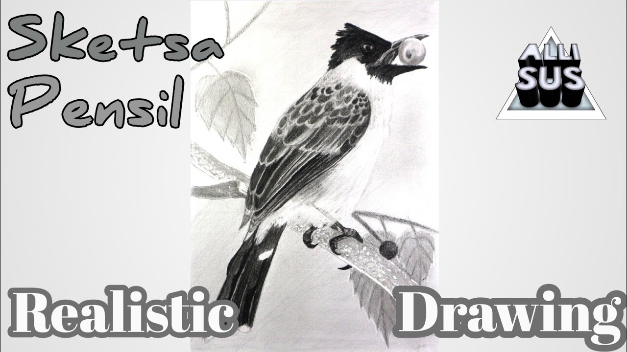 9800 Sketsa Gambar Burung Kutilang Terbaik