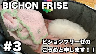 【Bichon Frise】ビションフリーゼこうめにカート買いました。 #3