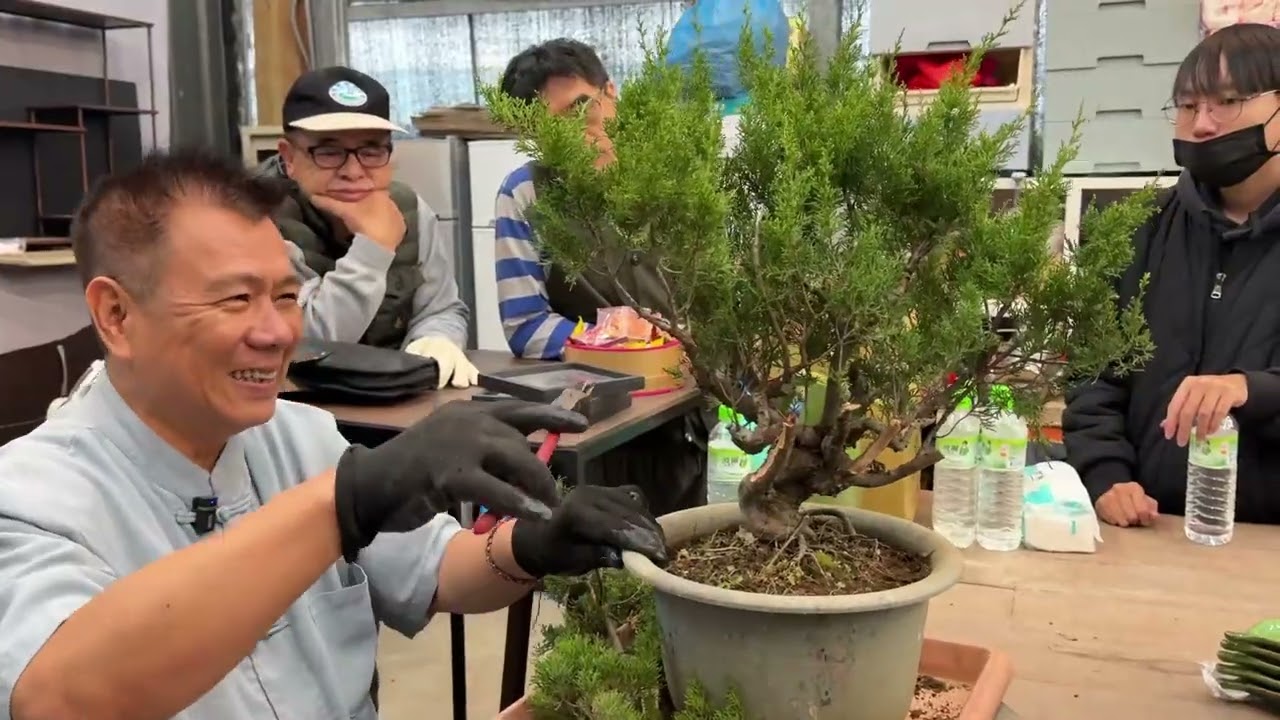 真柏的舍利多長的長度才是完美比例呢？