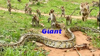 Famous Wow! Giant Snake, Python Coming Out To Swallow, All Monkeys In Amber Troop, Surprising & Terrifying Wealth