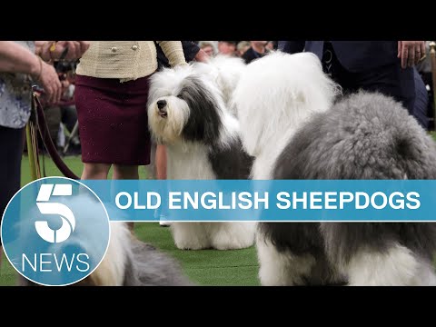 Video: Prolínají angličtí ovčáčtí psi?