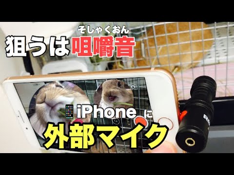 【ASMR】iPhoneに外部マイク装着でうさぎの咀嚼音を狙ってみた #427