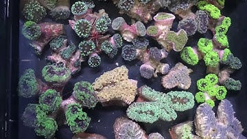 Live Coral Unpack from Monsoon Aquatics