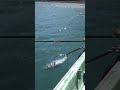 【最高級魚】13キロオーバーのクエ、取り込みの瞬間 #Shorts