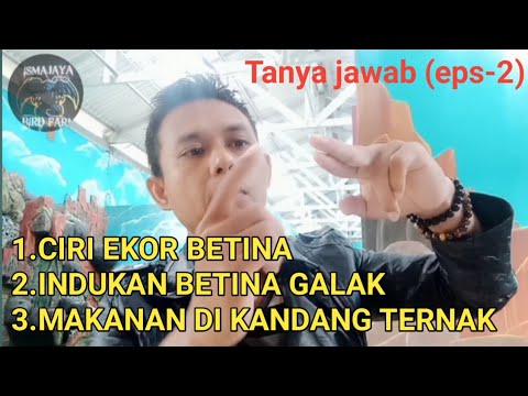 Setelah berjodoh kapan murai akan bertelur || cara ternak murai 