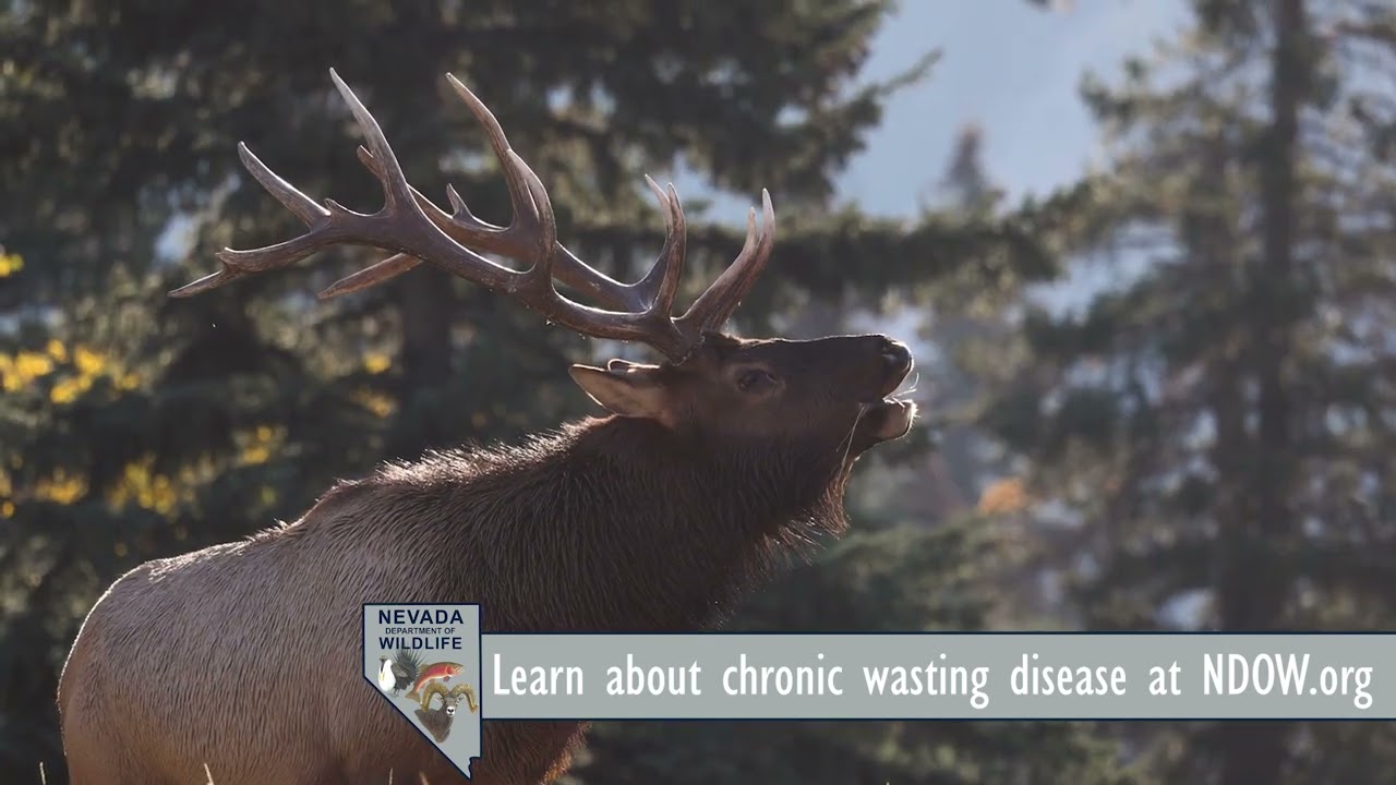 Spread the Word on How to Keep Nevada CWD Free