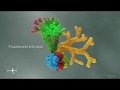 Breakthrough Organoid Research | Cincinnati Children's