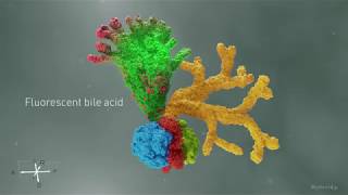 Breakthrough Organoid Research | Cincinnati Children's