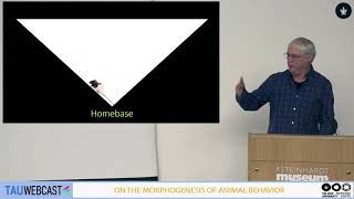 Homologies between birdsong and exploratory behavior