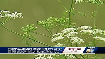 Poison Hemlock: What to watch for and how to remove