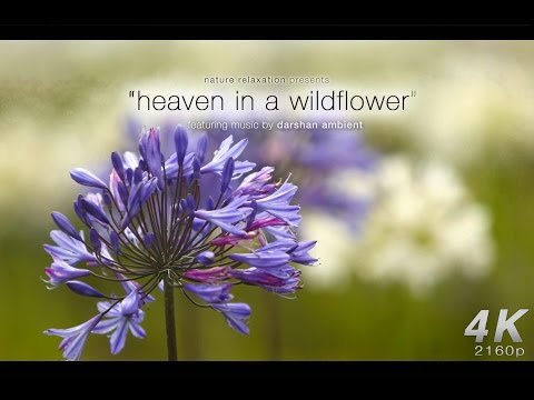 [4K Nature + Music]  "Heaven In A Wildflower" by Darshan Ambient: A Nature Relaxation Video