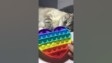Pop it fidget anti stress like a simple dimple ASMR video unbox and cute cat