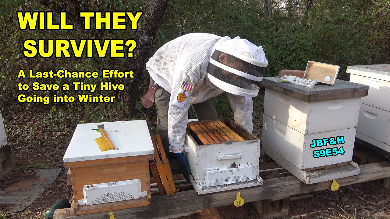 Меры по борьбе с пчелами в прошлом сезоне: сокращение численности небольшой пчелиной семьи для вы...