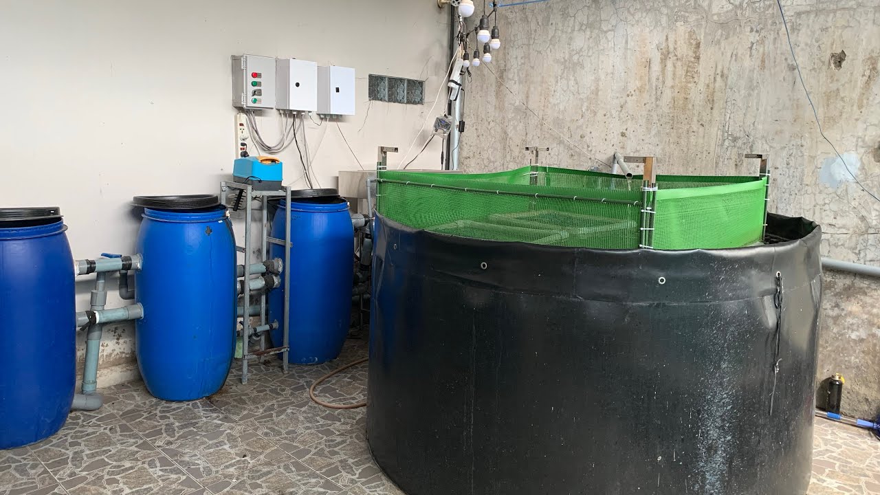 Lươn tuần hoàn  RAS có thể thu hoạch sau 5 tháng.