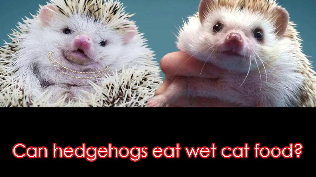 Can Hedgehogs Eat Wet Cat Food 