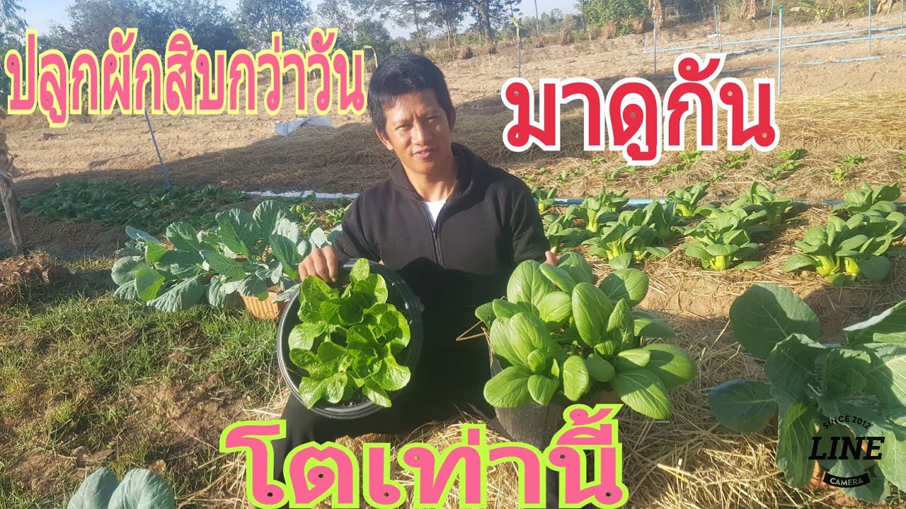 ปลูก ผัก สลัด ใน กระถาง pantip 2