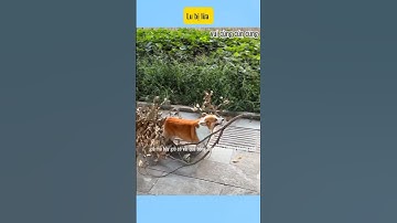 Lu bị dụ # vui cùng cún cưng