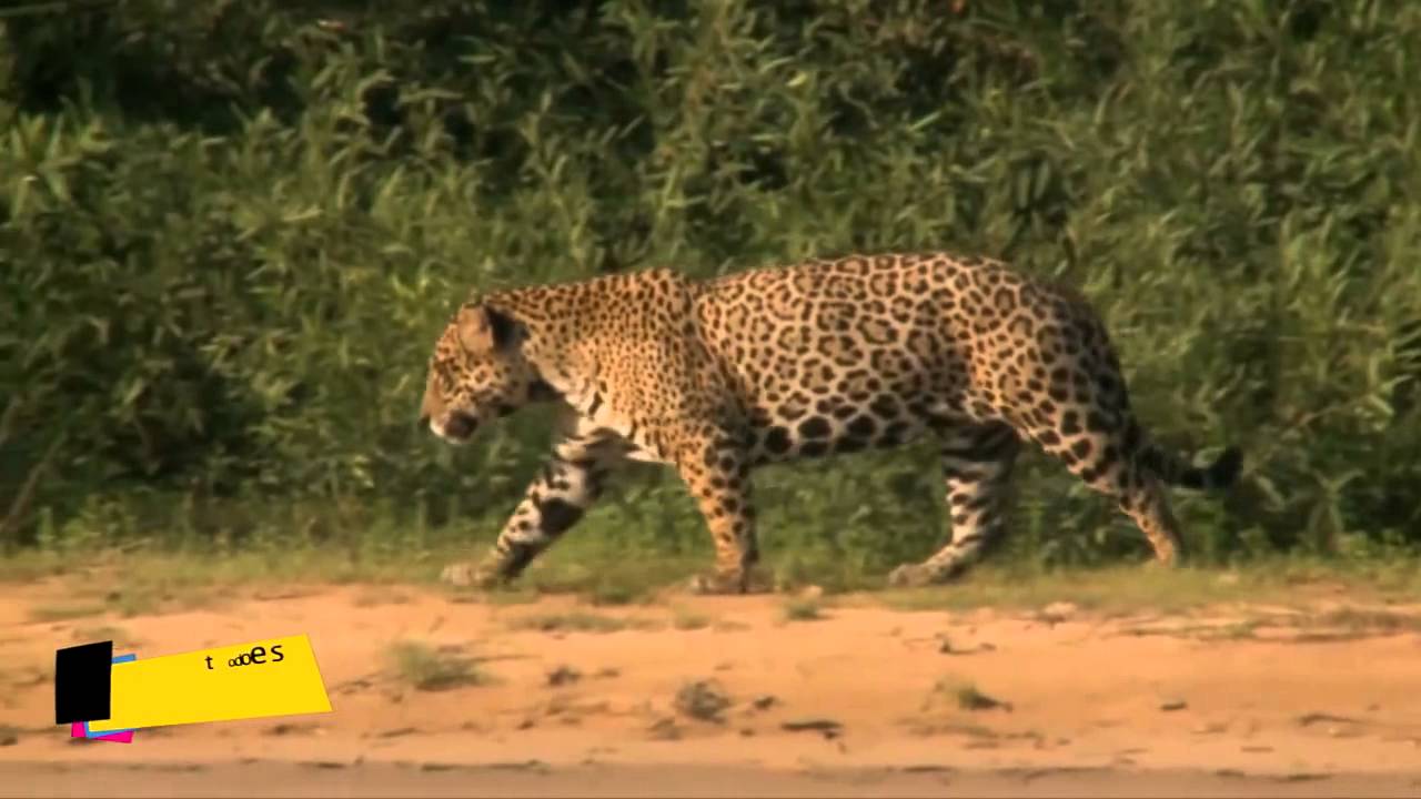 TODO ES CULTURA / Ciclo documental Marcelo Viñas - Clínica de guitarra de John Stowell