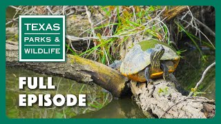 PBS Show - Paddling Trails, Edwards Aquifer & The Art of Texas by Texas Parks and Wildlife 2,436 views 1 month ago 26 minutes