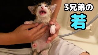 Protected kitten.  A big scream in the first bath!