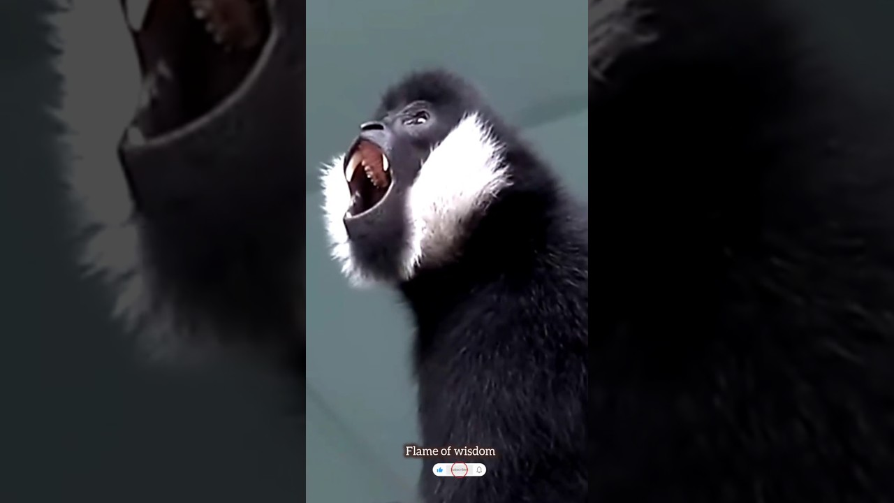 జంటగా కలసి... డ్యూయెట్ లు పాడే వింత కోతి... 😲🤔