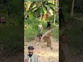 #epic #funny #video 😂😂 #shorts #viralshorts #comedy #funnymoments #humor #fails #monkey #dog #anime