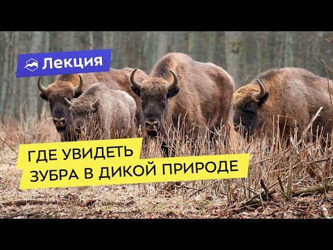 Где увидеть зубра в дикой природе