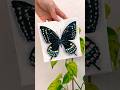 Butterfly Canvas Wall Art Black Swallowtail - Papilio Polyxenes #butterfly #canvaspainting #wallart