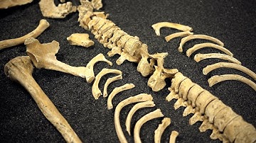 Skeletons: our buried bones