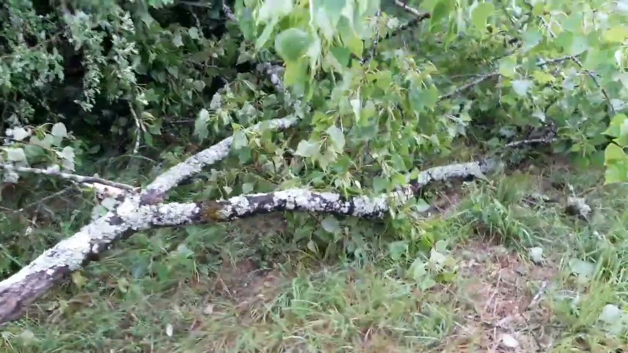 palombe.org - Dégâts a la palombière N°2 le 4 mai 2022