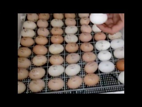 Как укладывать яйца в инкубатор видео