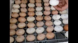 Инкубация куриных яиц в инкубаторе Несушка. Подготовка инкубатора и закладка яиц. Часть 1