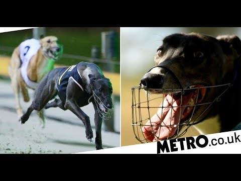 coronavirus-spreads-among-dogs-as-racing-greyhounds-catch-disease