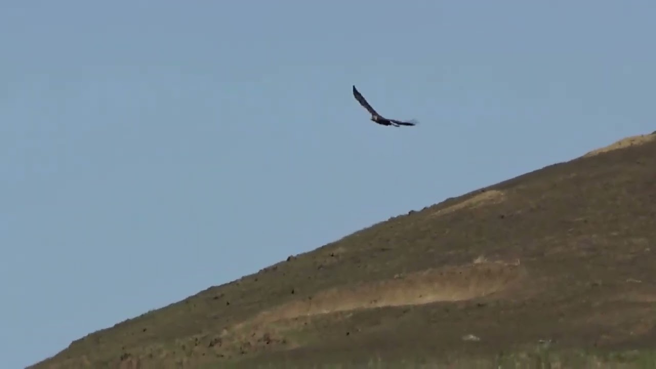 EBRPD Late Fall Early Winter 2024 Compilation Part 1