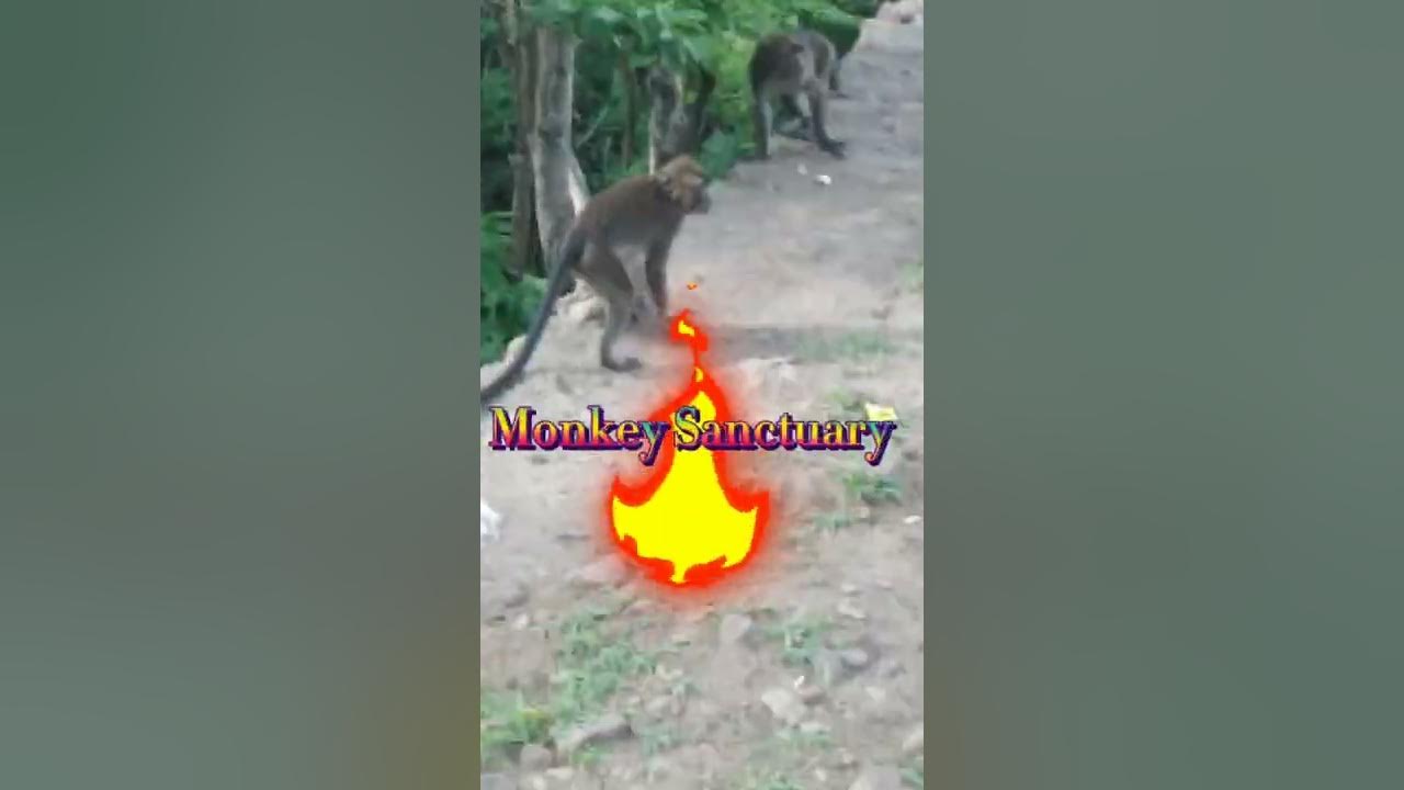 Monkey Sanctuary's of Caylabne beach Ternate, Cavite. YouTube