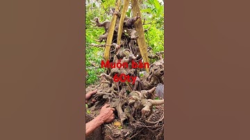 gã đầu bạc 60 tý nổ giá cho mất cây về vườn hàng độc lạ bình dương đó