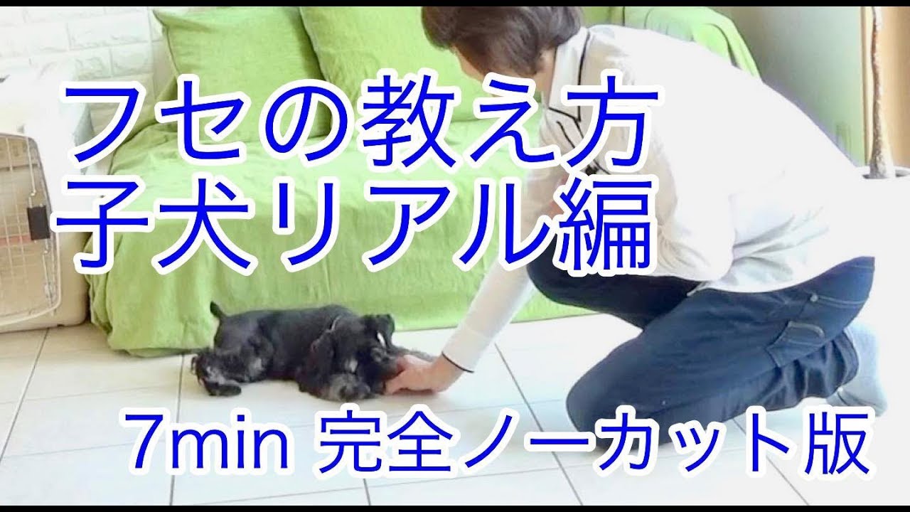 犬のしつけ フセ の教え方 リアル編 完全ノーカット版 Youtube