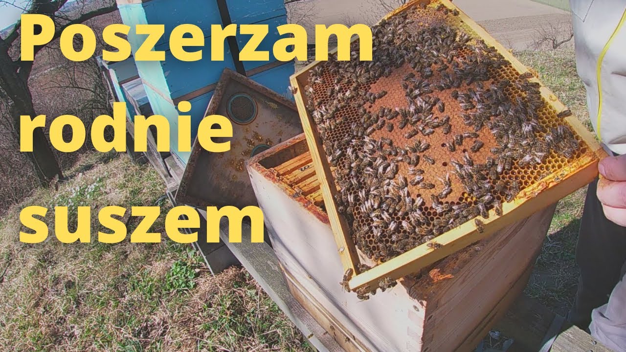 #82 Poszerzam gniazda suszem (28.03.2022)