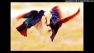 Never Lost Control - Nomak (Dream of Angry Birds)