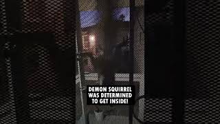Demon Squirrel Attacks!! Is It Rabid Chased Me Into My Own House On My Birthday!