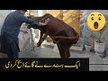 Expert Qasai  Aggressive Cow Qurbani