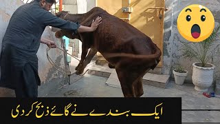 Expert Qasai | Aggressive Cow Qurbani