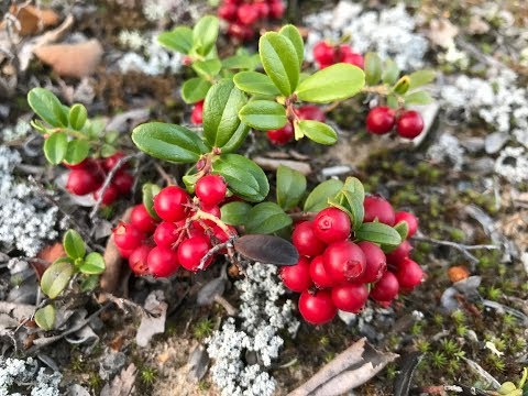 Βίντεο: Πώς να φυτέψετε τα φρούτα Lingonberry σε γλάστρες - Καλλιέργεια Lingonberries σε δοχεία